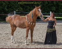 1-13JUIN 1077